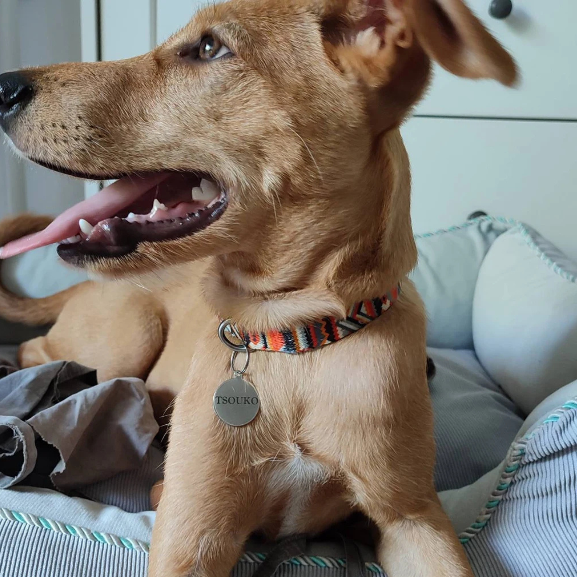 Médaille d’identification personnalisée pour chien – Gravure laser recto/verso 🐾 Atelier Éclats d'Instants